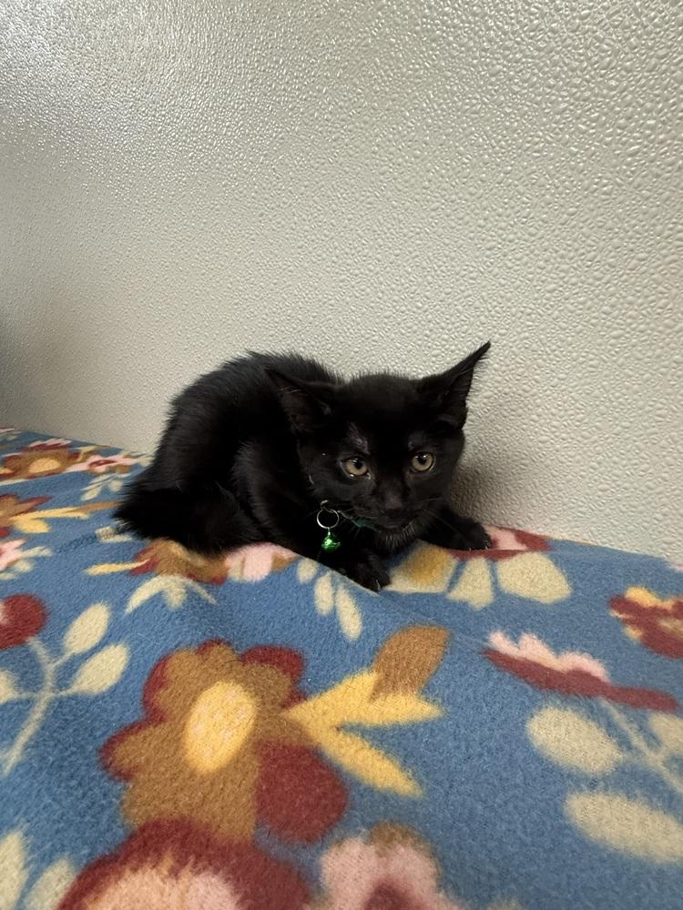 Enlarge Condiment Kitties :  Mayo, a Adopted Domestic Short Hair in Osgood, IN image 1/2