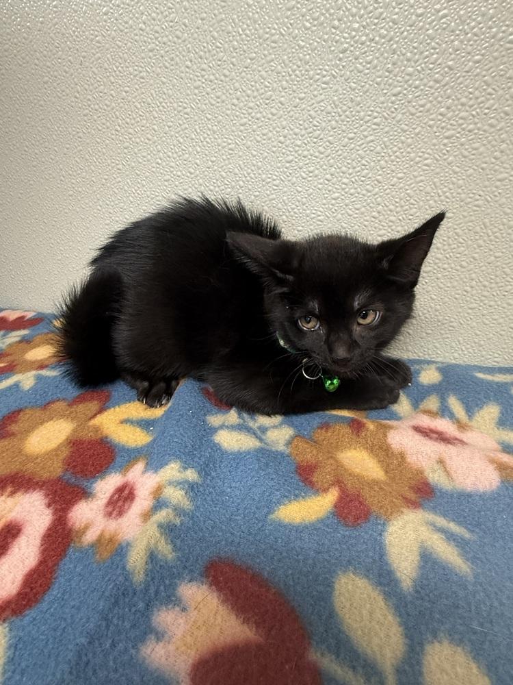 Enlarge Condiment Kitties :  Mayo, a Adopted Domestic Short Hair in Osgood, IN image 2/2