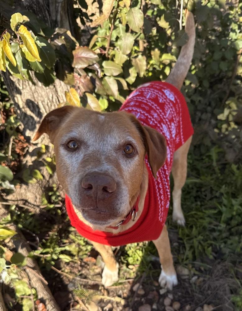Coby, Adoptable, Senior Male Labrador Retriever & Australian Cattle Dog / Blue Heeler.