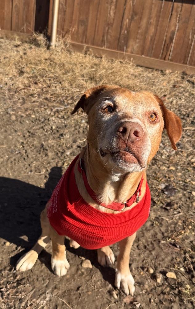 Enlarge Coby, a Adoptable mixed breed in Mesquite, TX image 2/6