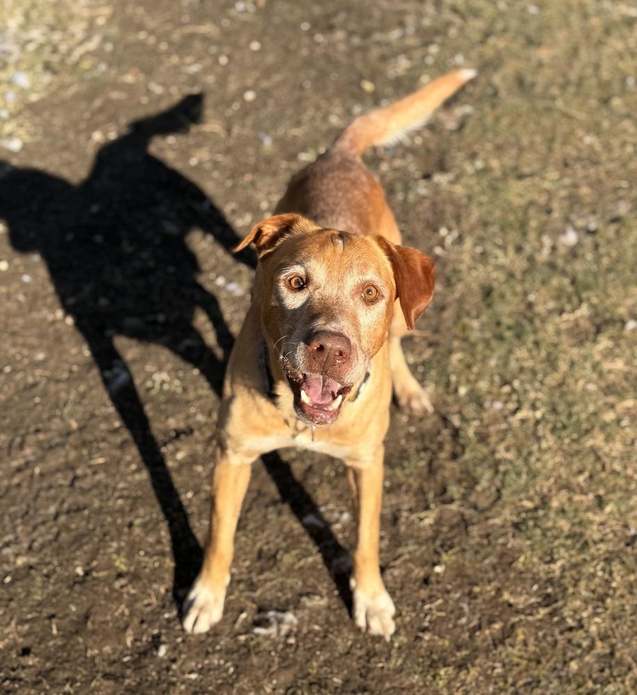 Enlarge Coby, a Adoptable mixed breed in Mesquite, TX image 3/6