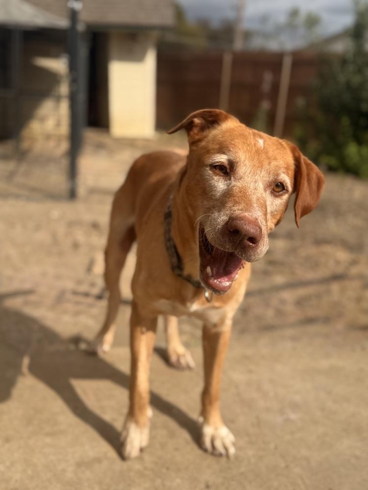 Enlarge Coby, a Adoptable mixed breed in Mesquite, TX image 4/6