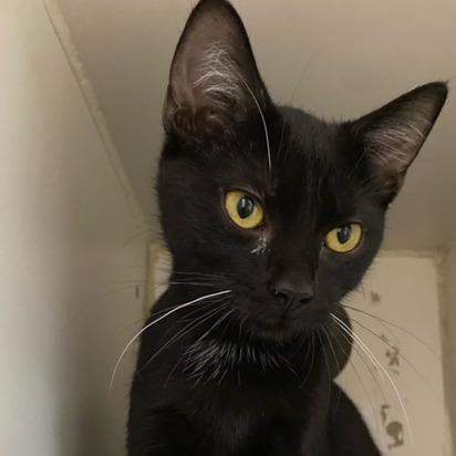 Lottie, Adoptable, Young Female Domestic Short Hair.