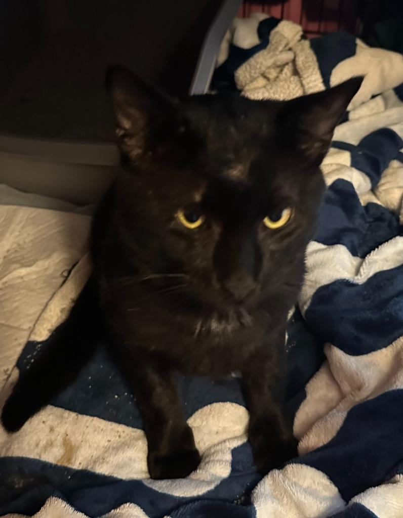 Zuko, Adoptable, Young Male Domestic Short Hair.