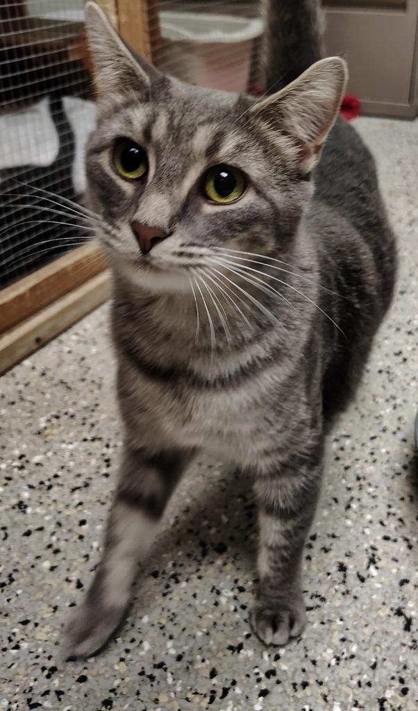 Enlarge Cindy, a Adoptable mixed breed in Saint Clairsville, OH image 1/2