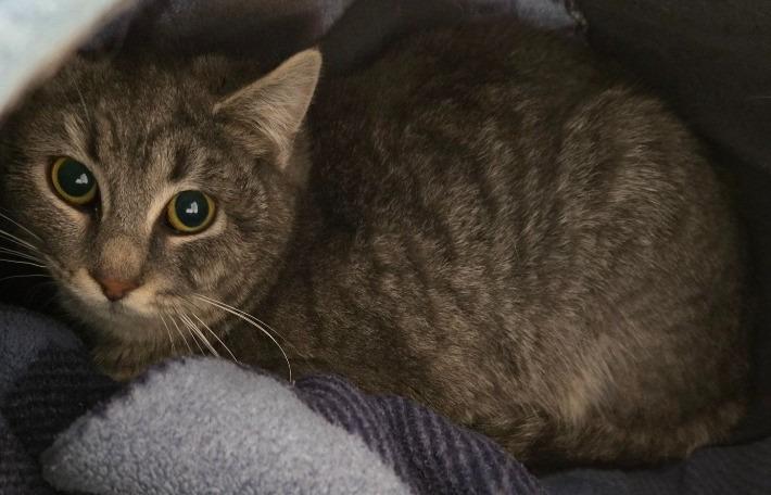 Enlarge Cindy, a Adoptable mixed breed in Saint Clairsville, OH image 2/2