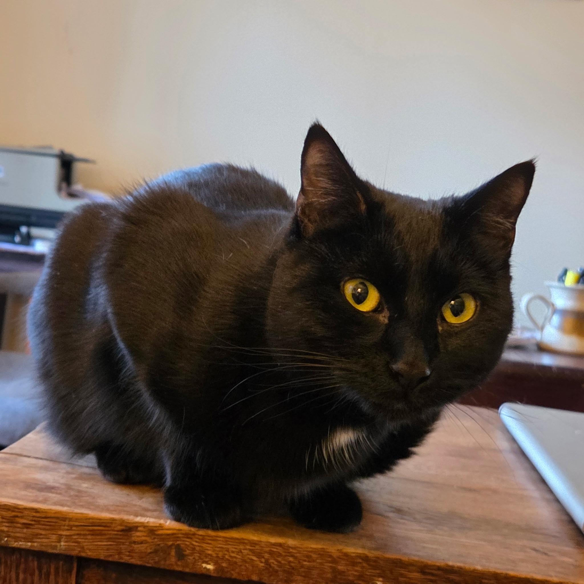 Enlarge Katie, a Adoptable Domestic Short Hair in Great Mills, MD image 1/3