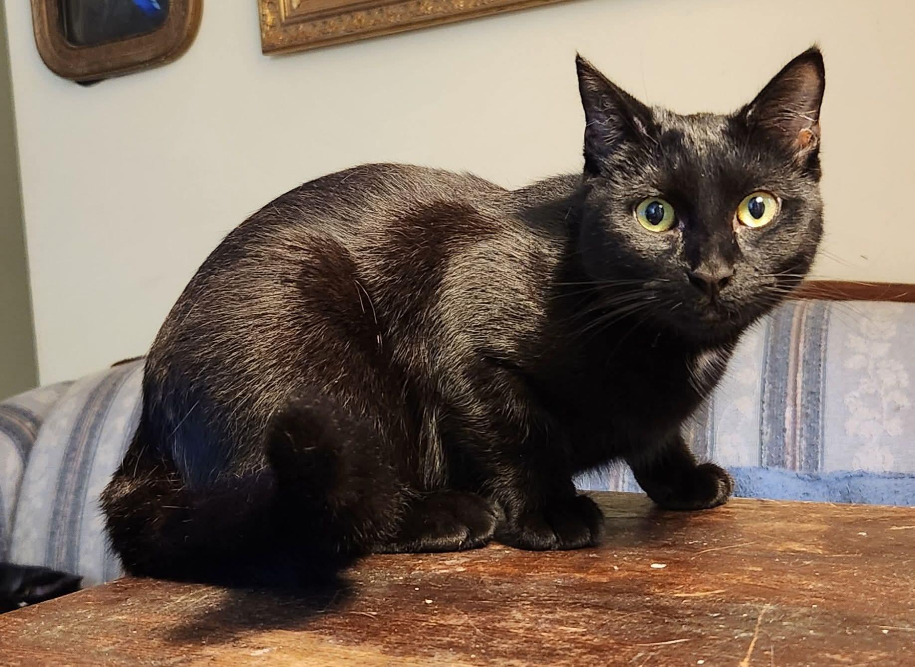 Katie, Adoptable, Kitten Female Domestic Short Hair.