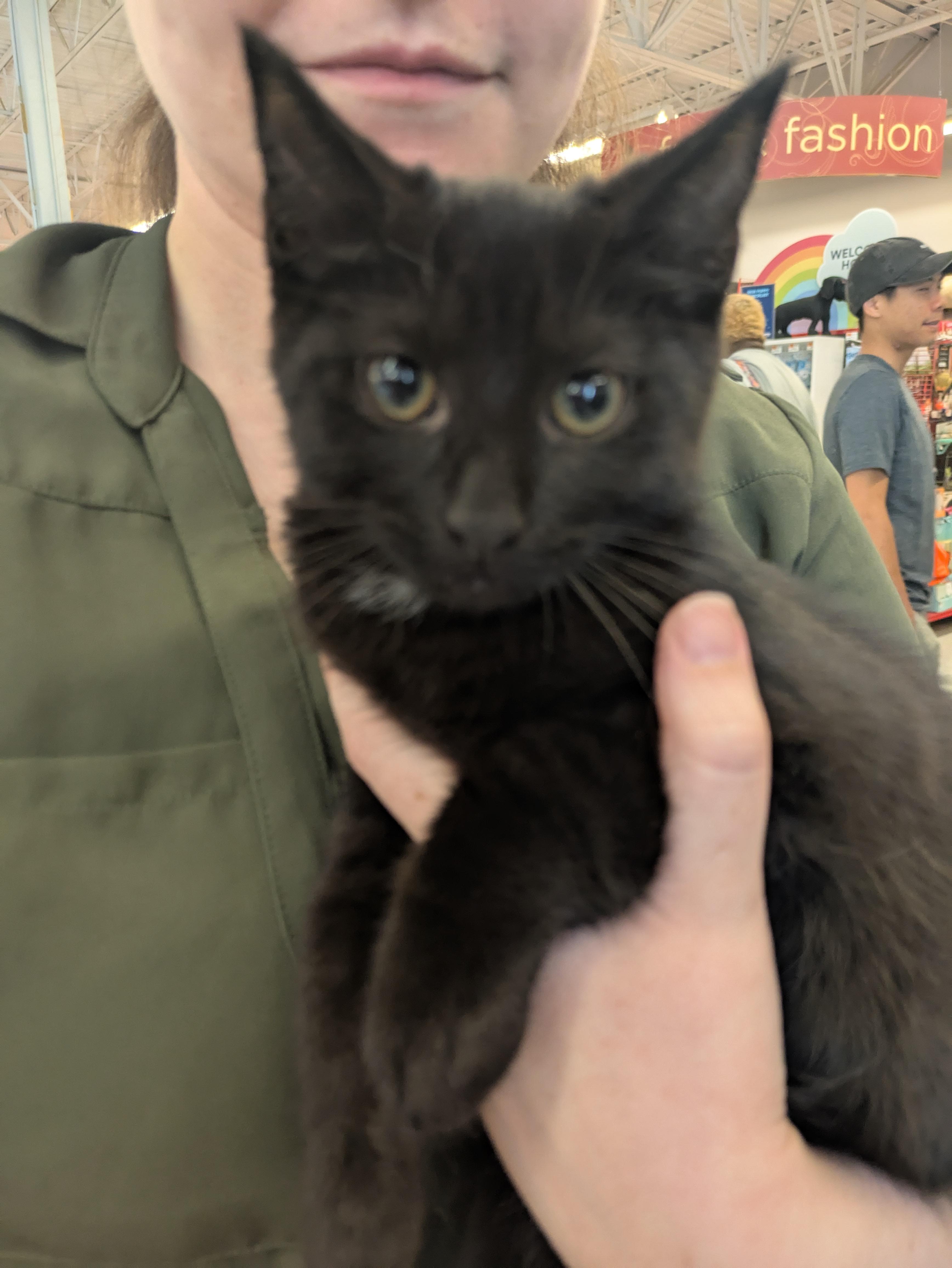 Katie, Adoptable, Kitten Female Domestic Short Hair.