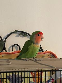 Rio, a Adopted Lovebird in Belford, NJ image 1/3