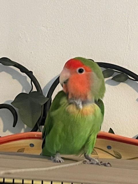 Rio, a Adopted Lovebird in Belford, NJ image 2/3