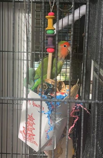 Rio, a Adopted Lovebird in Belford, NJ image 3/3