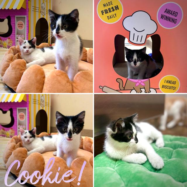 Cookie, Baby Female Domestic Short Hair