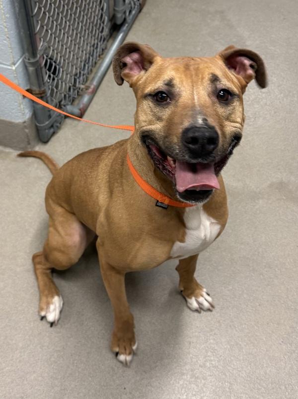 Enlarge Daisy, a Adoptable mixed breed in Millersville, MD image 1/4