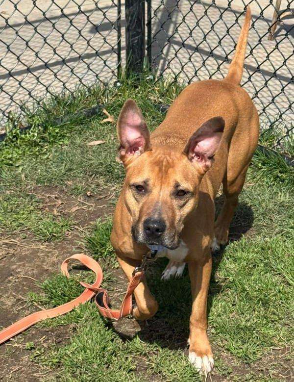 Enlarge Daisy, a Adoptable mixed breed in Millersville, MD image 2/4