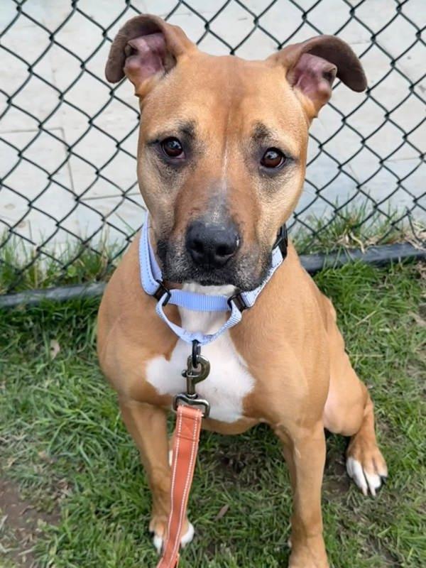 Enlarge Daisy, a Adoptable mixed breed in Millersville, MD image 3/4