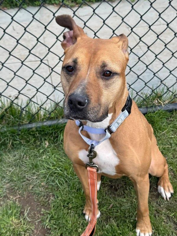 Enlarge Daisy, a Adoptable mixed breed in Millersville, MD image 4/4