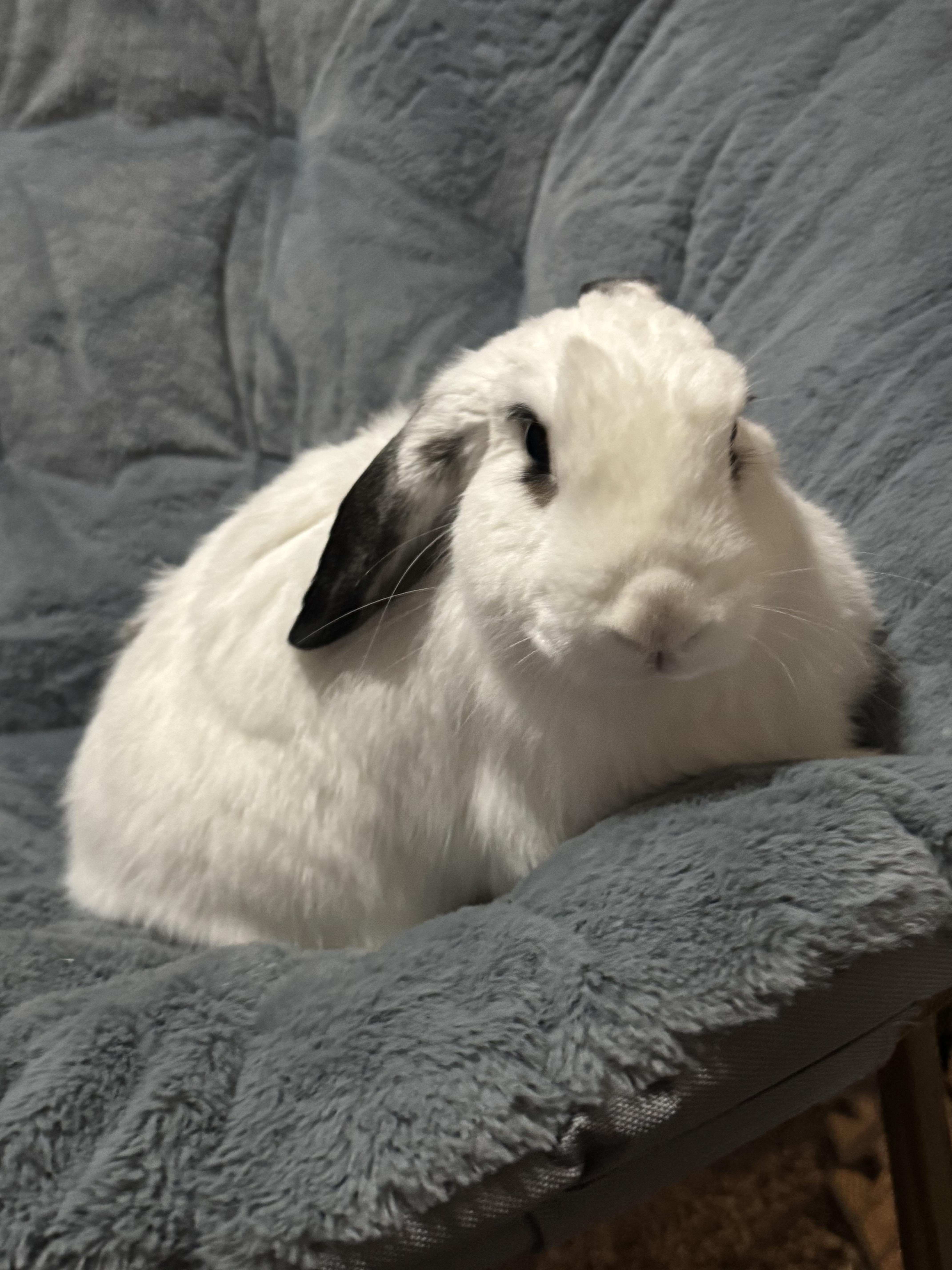 Enlarge SweetPea , a ADOPTABLE Holland Lop in Howell, NJ image 1/1
