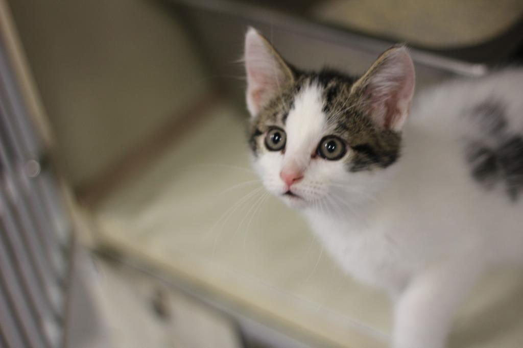 Enlarge Thunder, a Adopted mixed breed in Rockford, IL image 2/3