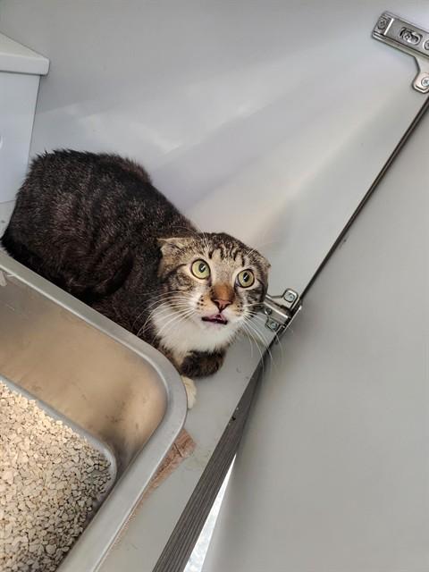 Enlarge AMOS, a Adoptable Domestic Short Hair in Paradise, CA image 1/1