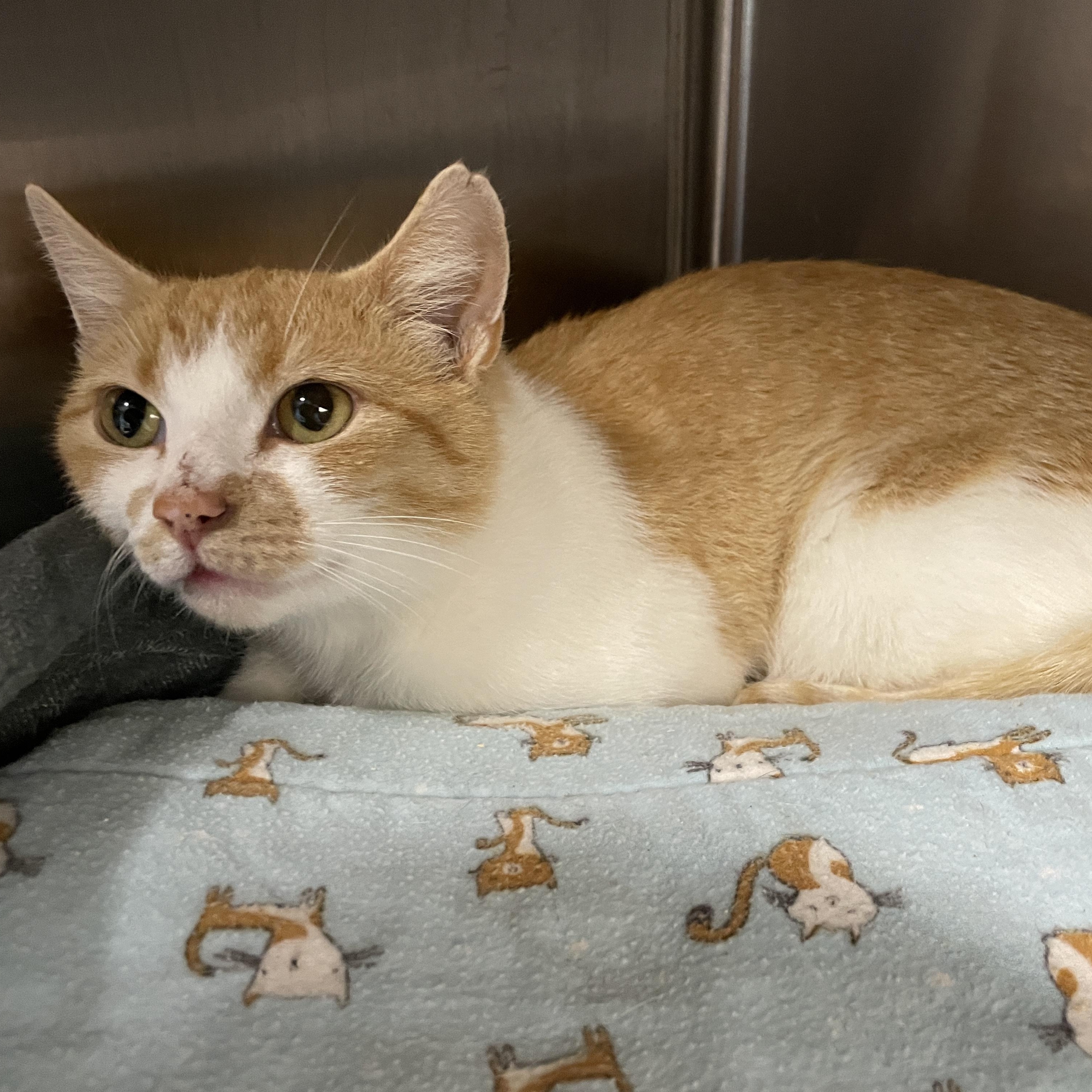 Enlarge Sweet Potato, a ADOPTABLE Domestic Short Hair in Salt Spring Island, BC image 1/4