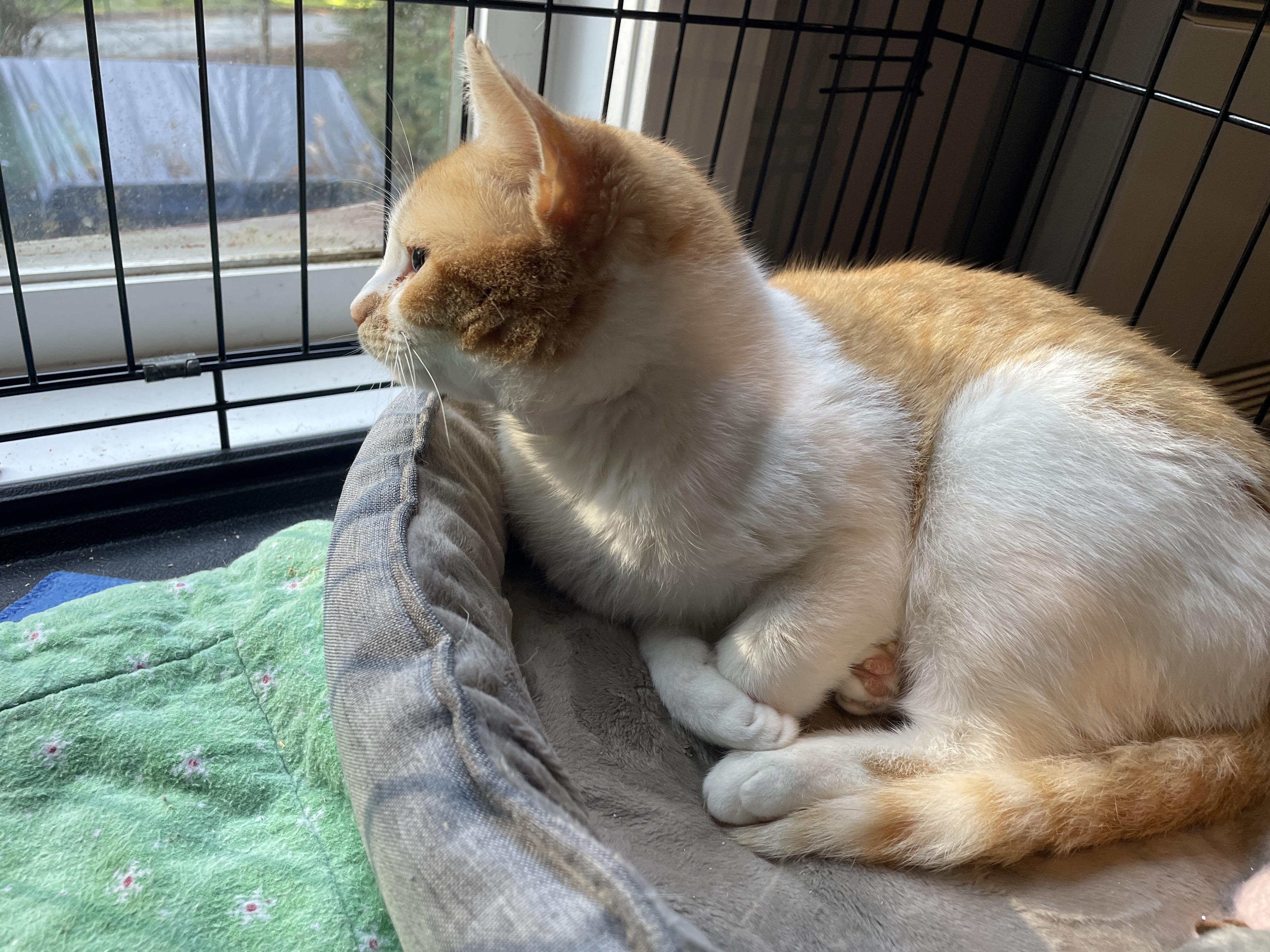 Enlarge Sweet Potato, a ADOPTABLE Domestic Short Hair in Salt Spring Island, BC image 3/4