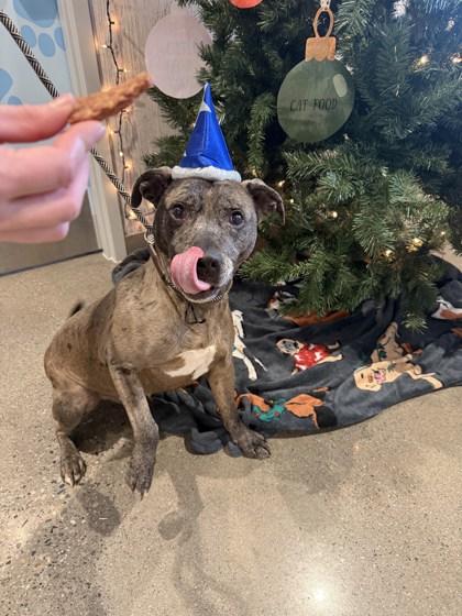 Aries (One), Adoptable, Adult Male Mixed Breed & Mixed Breed.