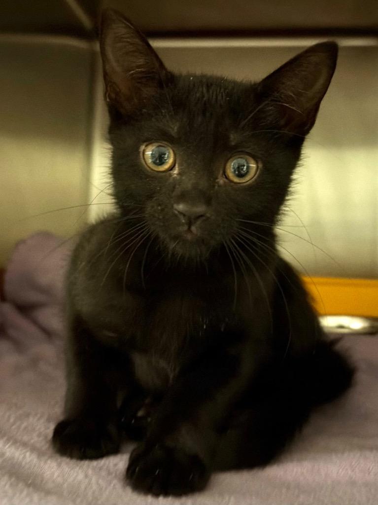 Marley, Adoptable, Kitten Female Domestic Short Hair.