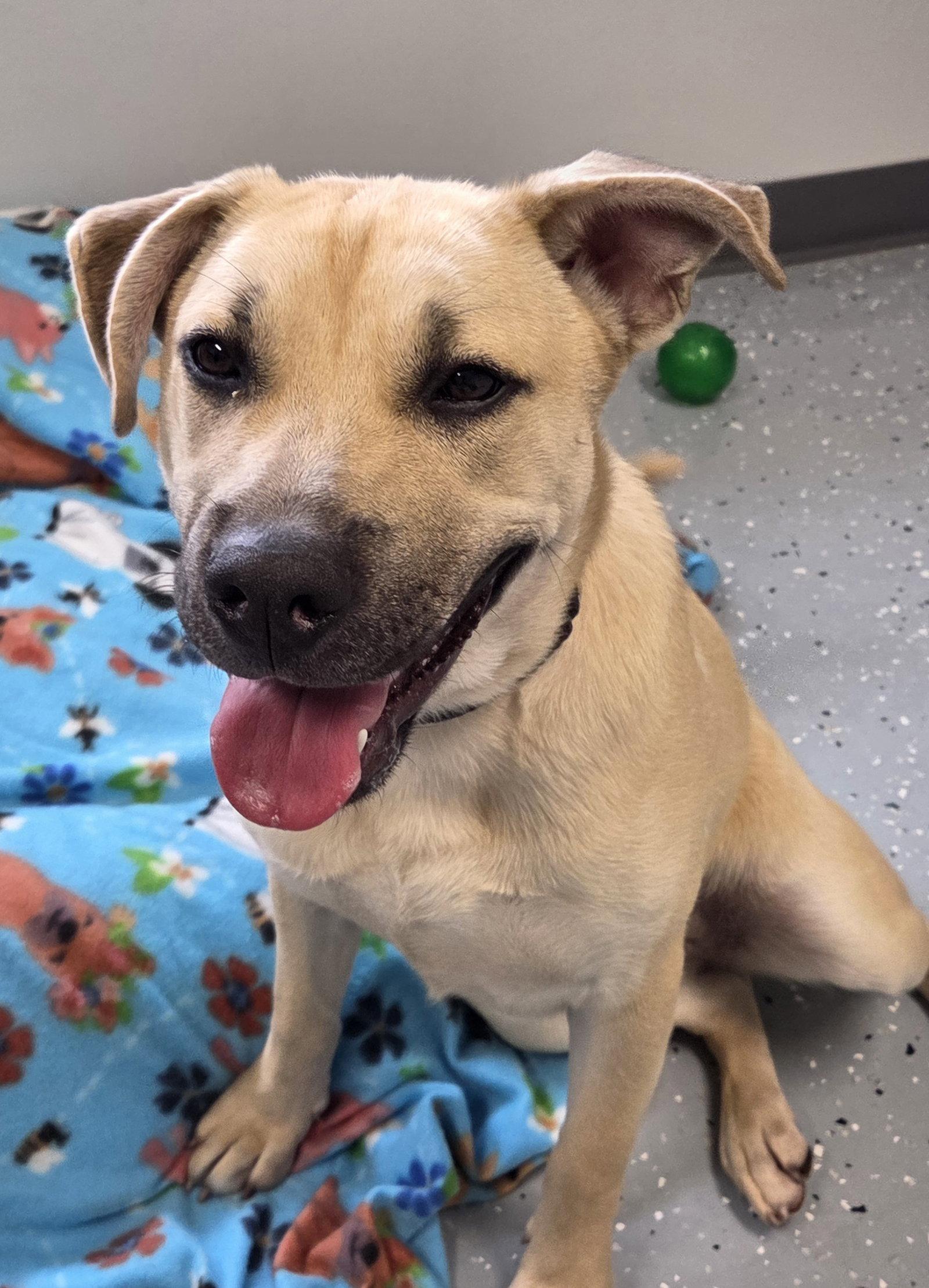 Harper, Adoptable, Young Female Labrador Retriever & Shepherd.