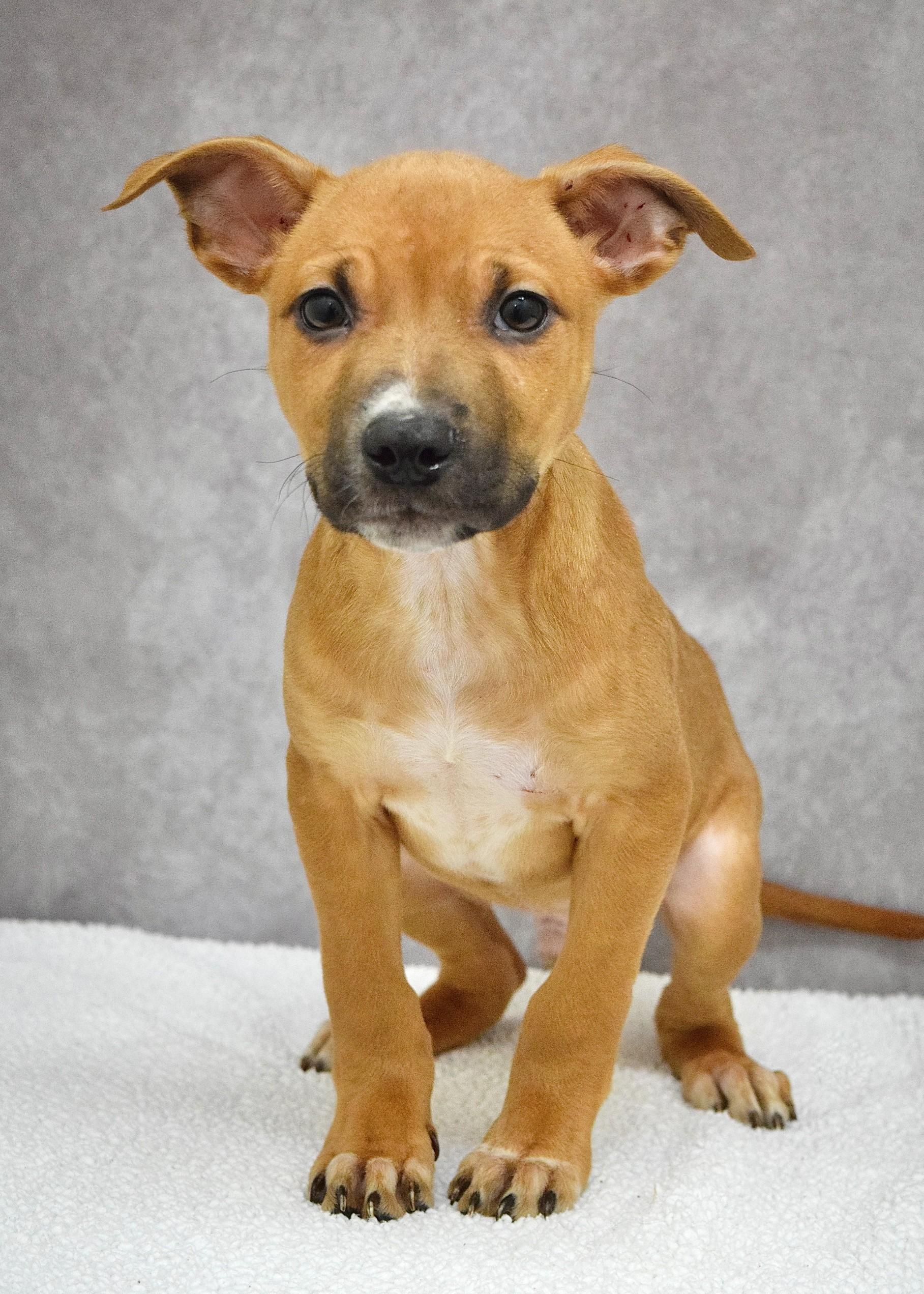 Alvin, ADOPTABLE, Puppy Male Pit Bull Terrier & Cattle Dog.