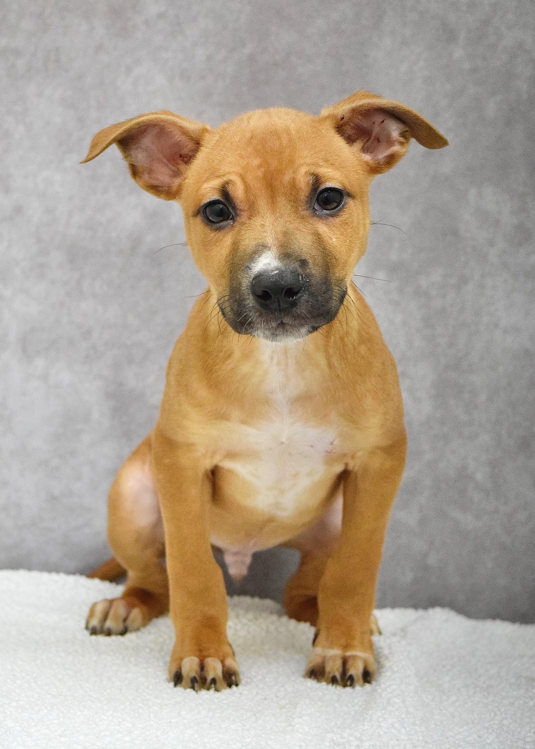Alvin, a ADOPTABLE mixed breed in Dublin, CA image 2/2
