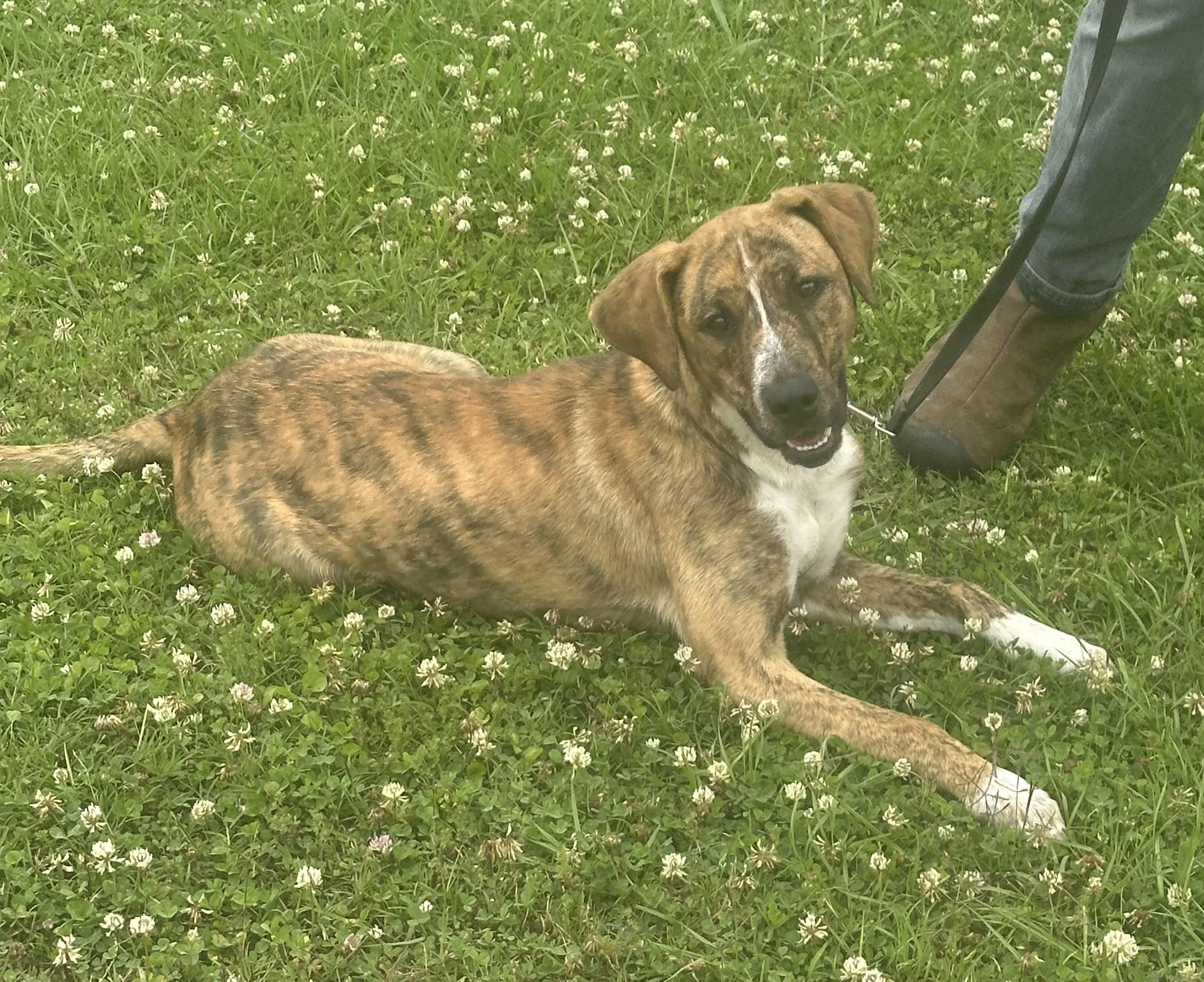 Smiley, a ADOPTABLE mixed breed in Vicksburg, MS image 1/2