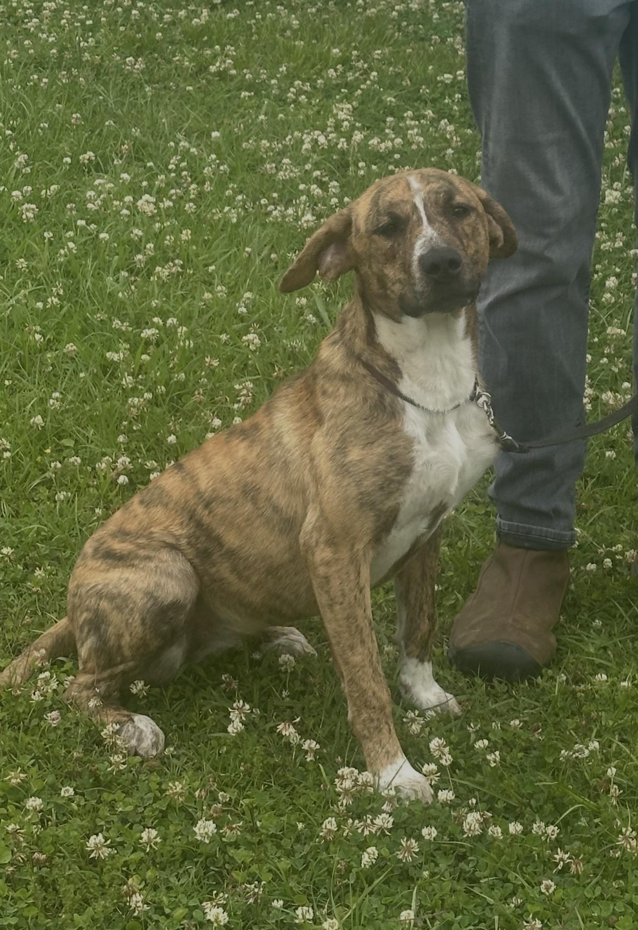 Smiley, a ADOPTABLE mixed breed in Vicksburg, MS image 2/2