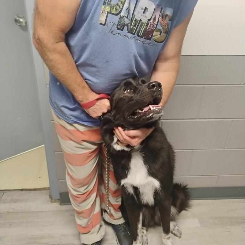 chewy 6-23-26, Adoptable, Adult Male Great Pyrenees.