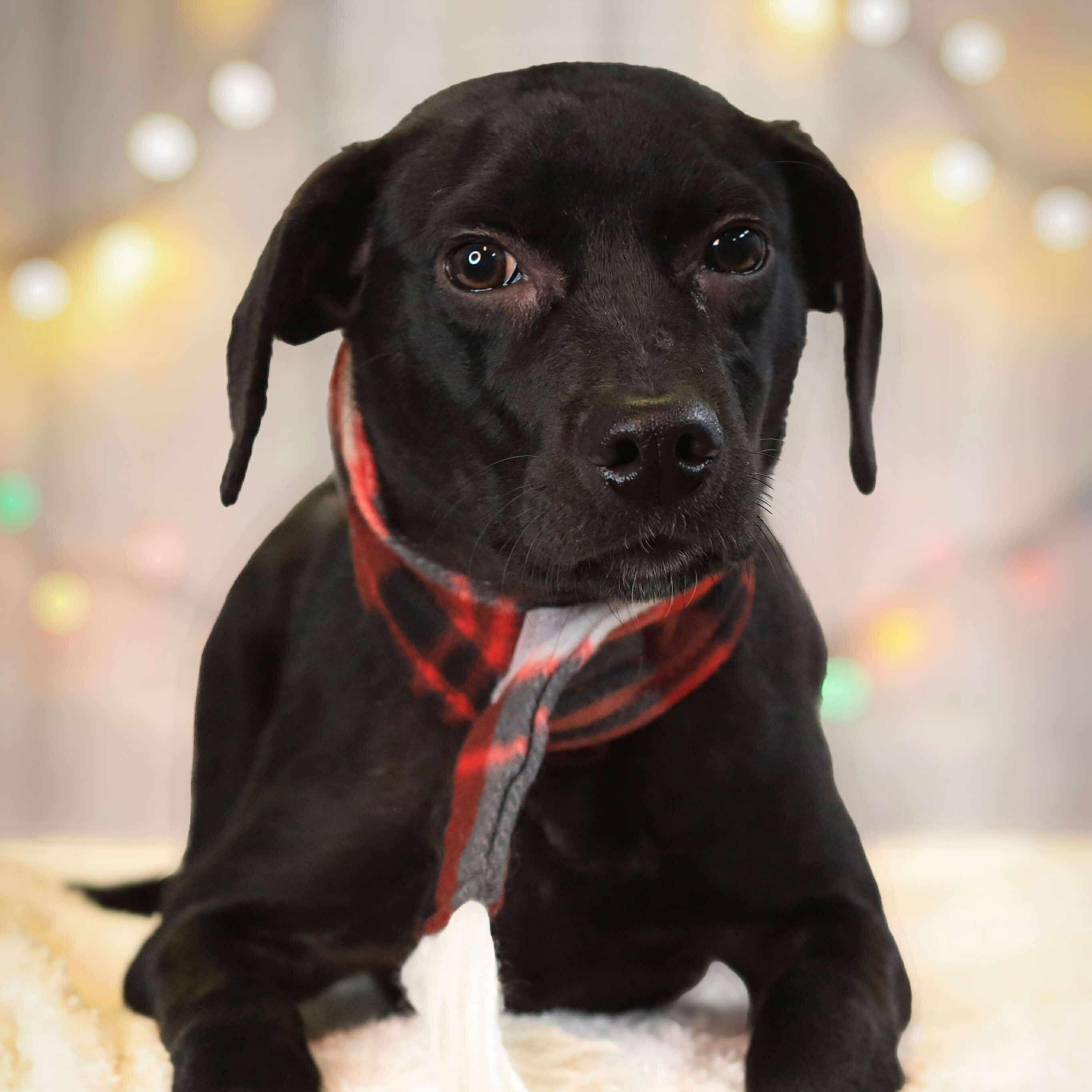 Enlarge Max, a ADOPTABLE Mixed Breed in West Haven, CT image 1/4