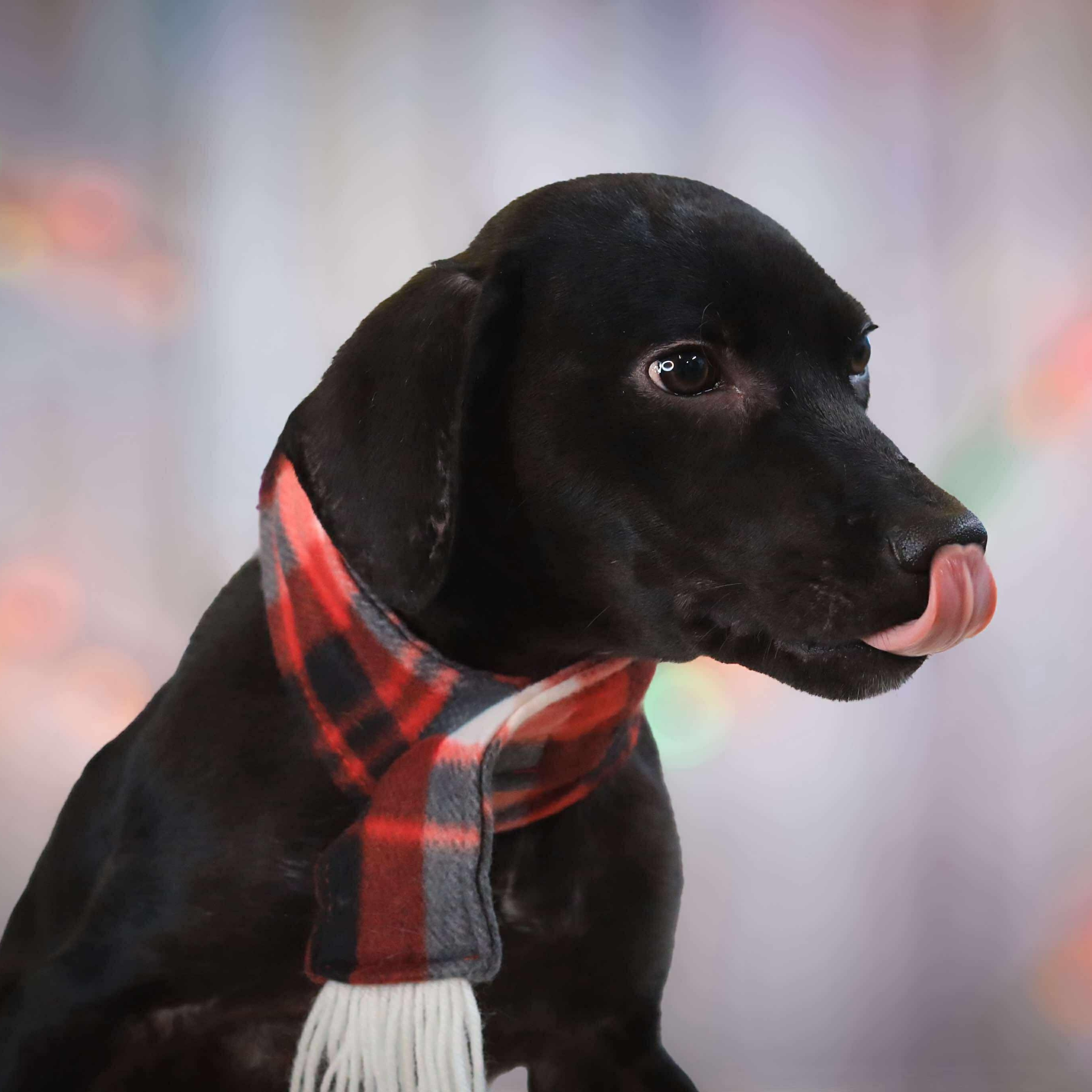 Enlarge Max, a ADOPTABLE Mixed Breed in West Haven, CT image 2/4