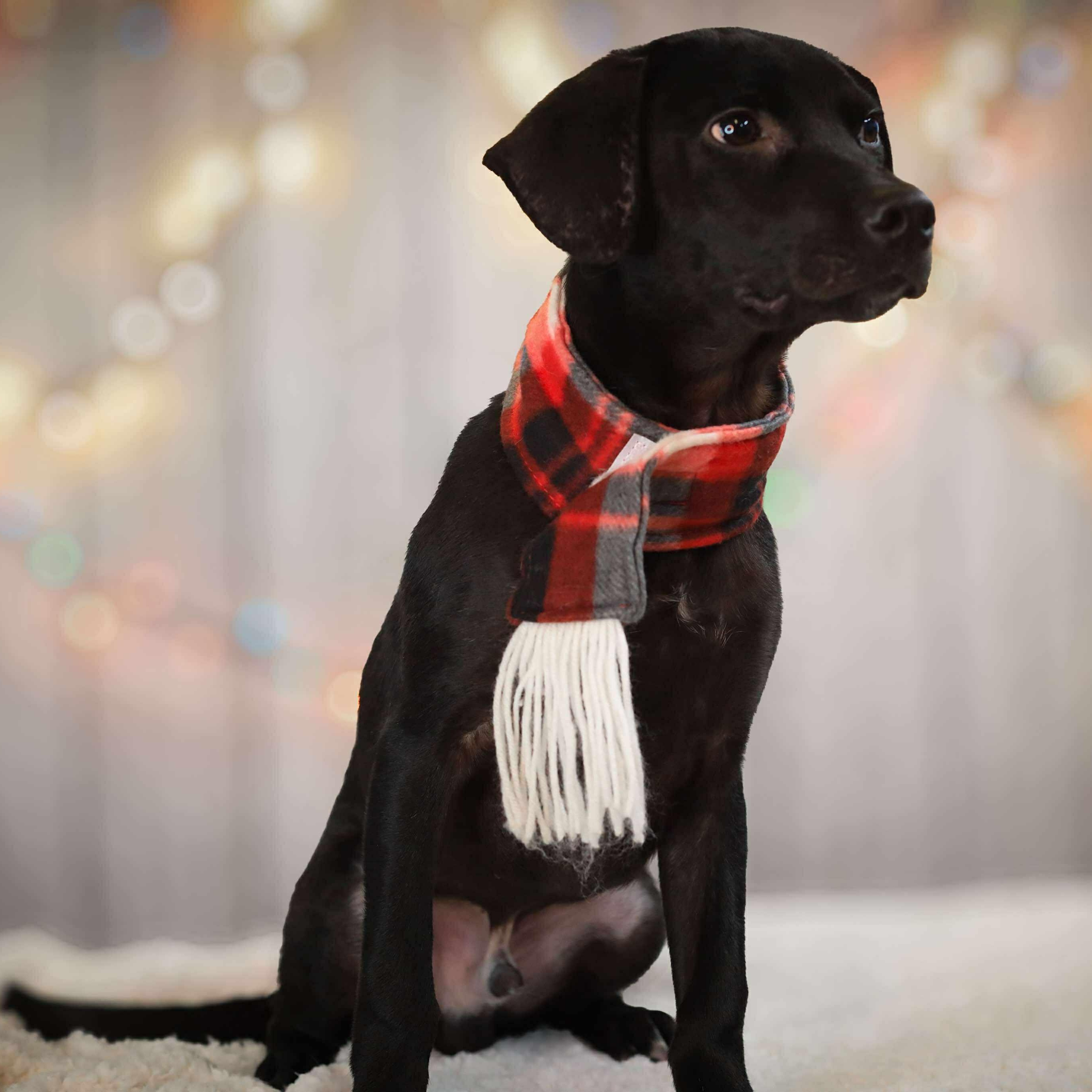 Enlarge Max, a ADOPTABLE Mixed Breed in West Haven, CT image 3/4