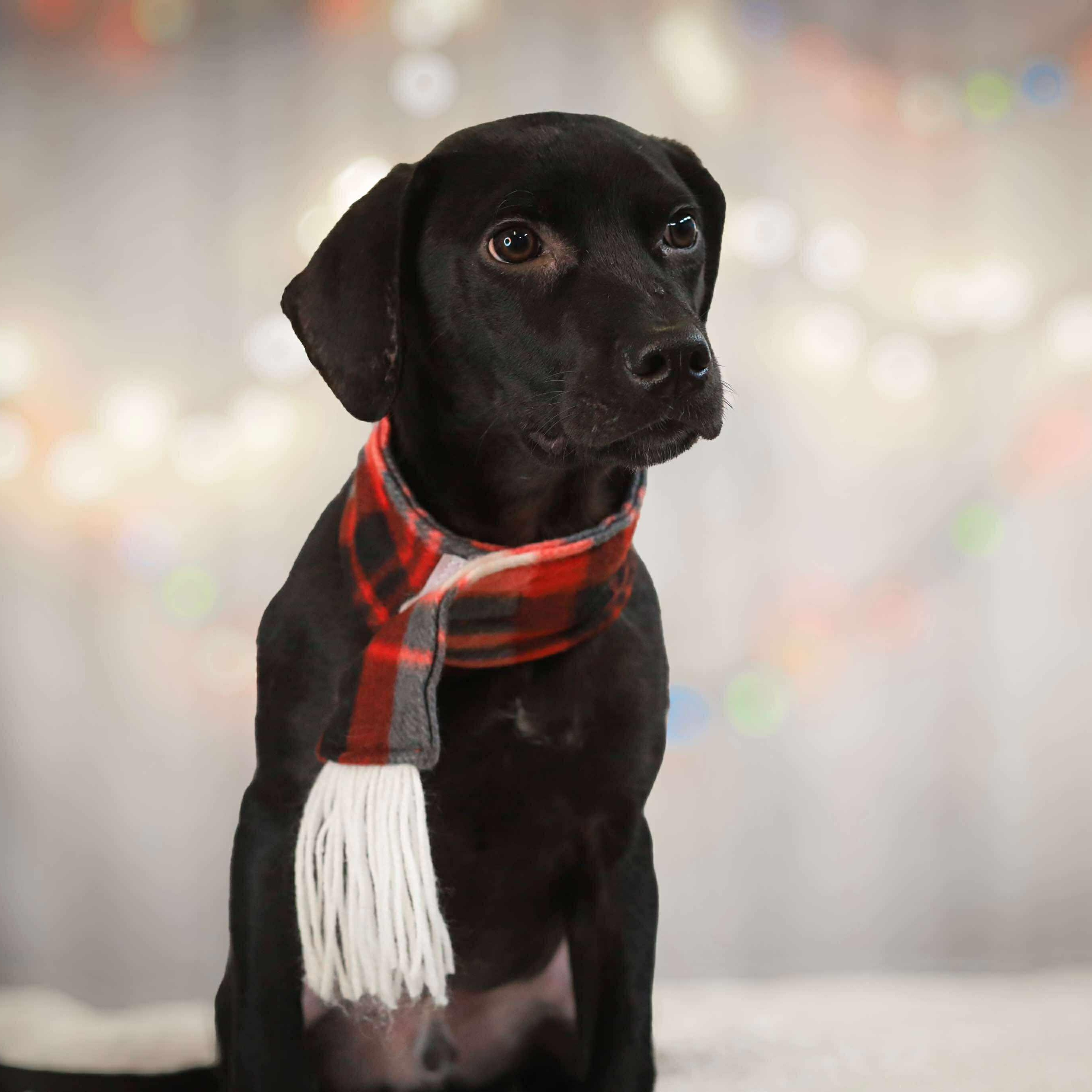 Enlarge Max, a ADOPTABLE Mixed Breed in West Haven, CT image 4/4