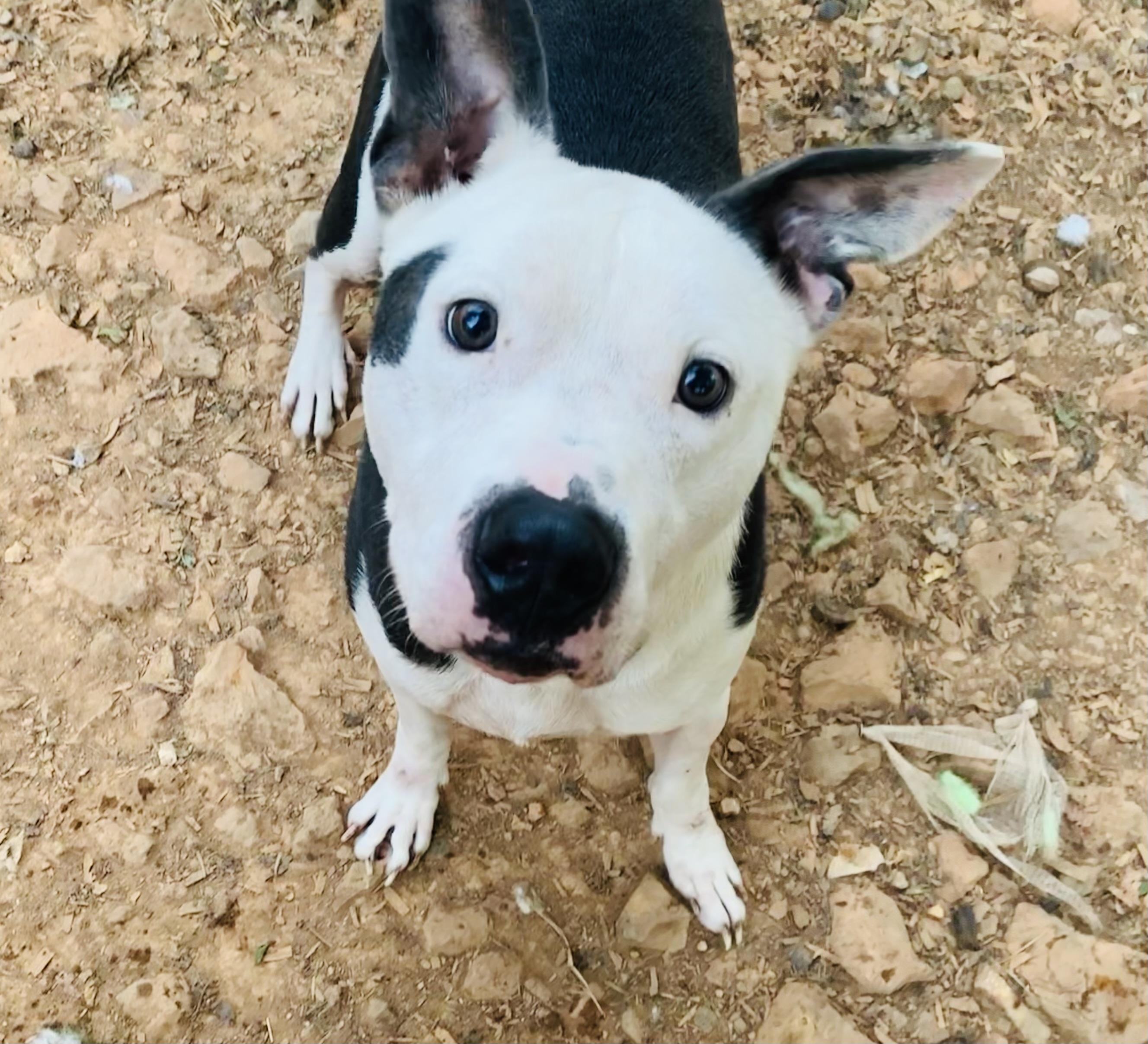 Boe, a Adoptable mixed breed in Rogers, AR image 1/2