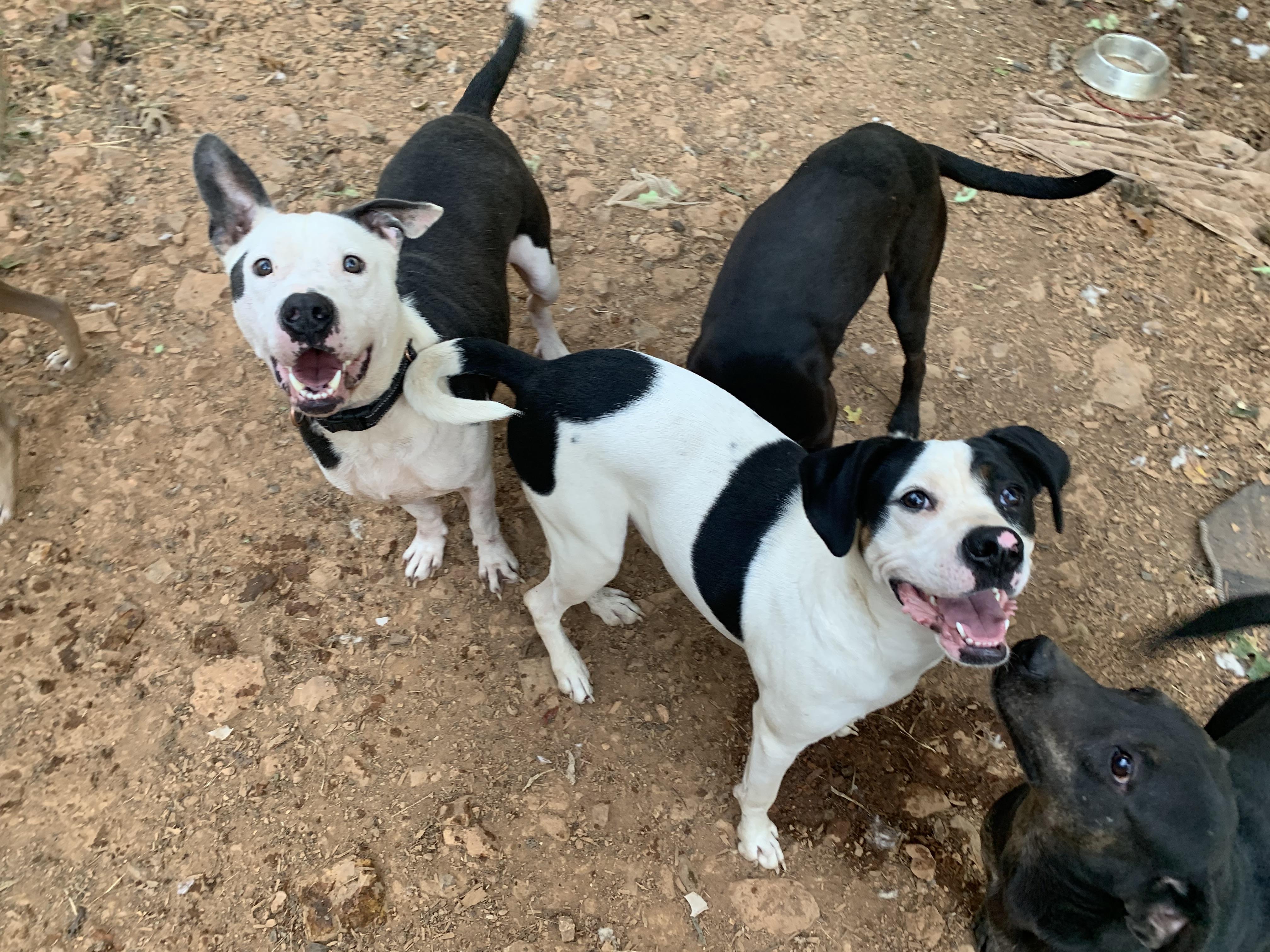 Boe, a Adoptable mixed breed in Rogers, AR image 2/2