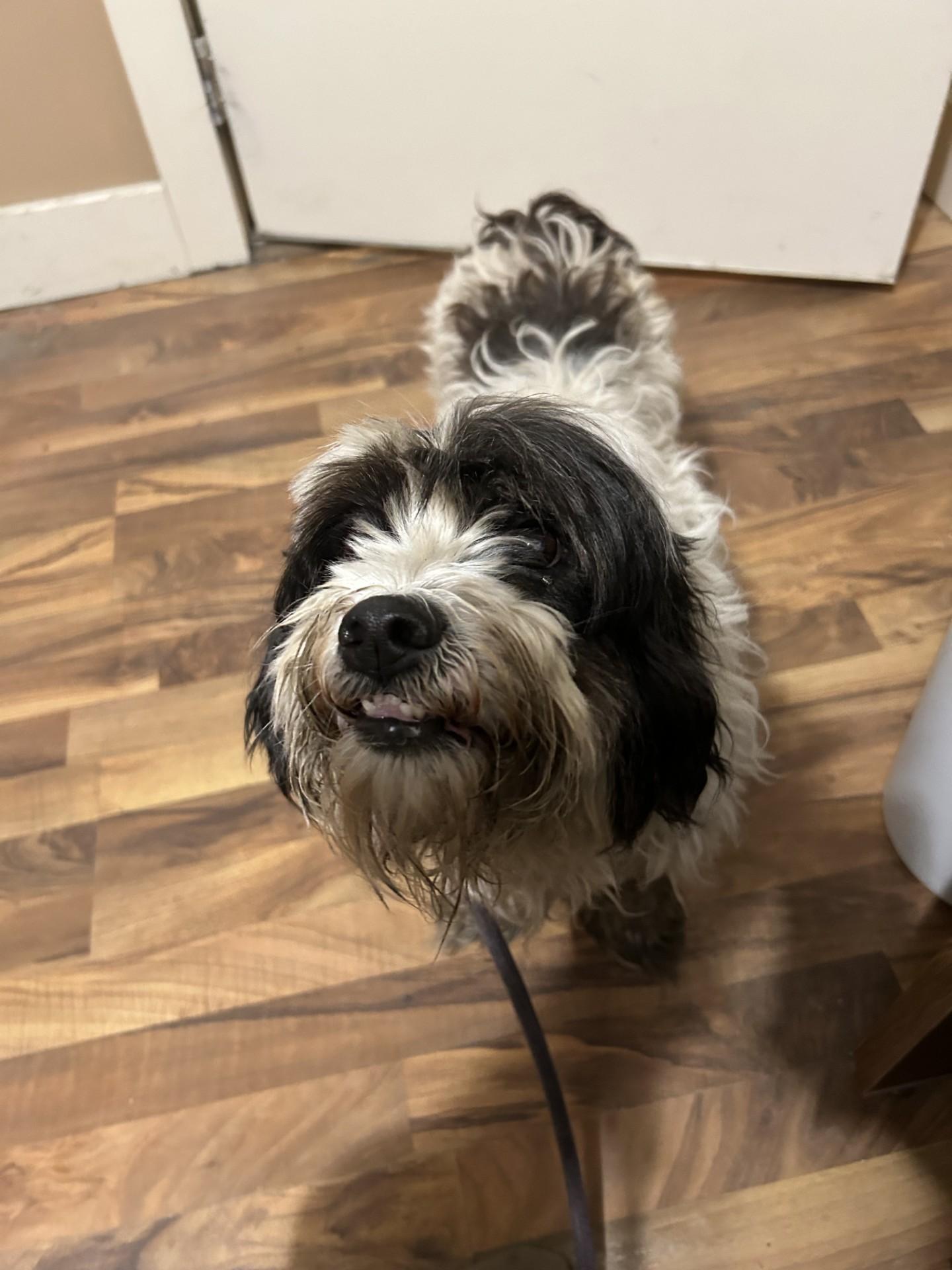 Misty, ADOPTABLE, Adult Female Havanese.