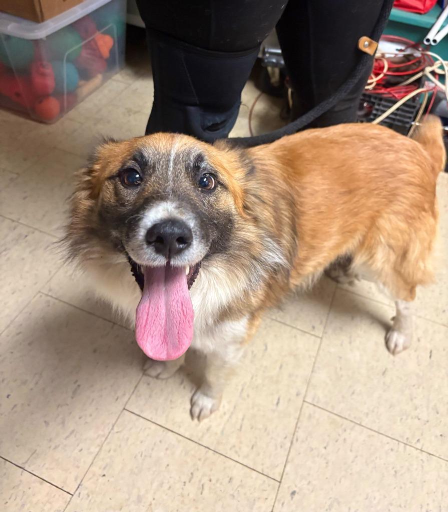 Enlarge Jelly Bean, a Adoptable Collie in Chillicothe, OH image 1/1