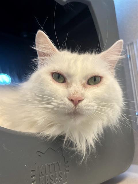 RITA, Adoptable, Young Female Domestic Medium Hair.