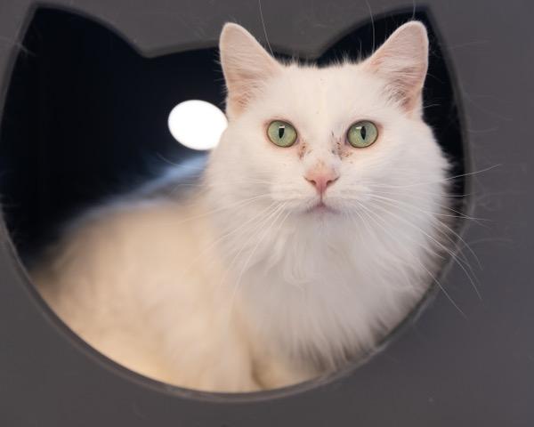 RITA, Adoptable, Young Female Domestic Medium Hair.