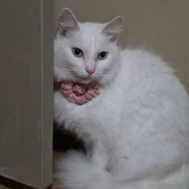 RITA, Adoptable, Young Female Domestic Medium Hair.