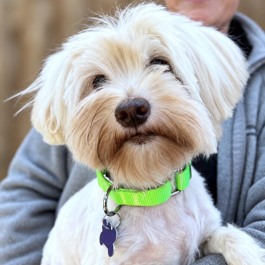 Enlarge Gigi, a Adoptable mixed breed in Boerne, TX image 1/4
