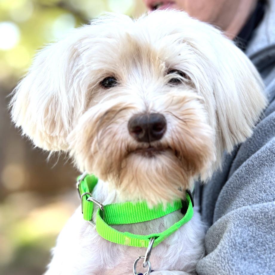 Enlarge Gigi, a Adoptable mixed breed in Boerne, TX image 2/4