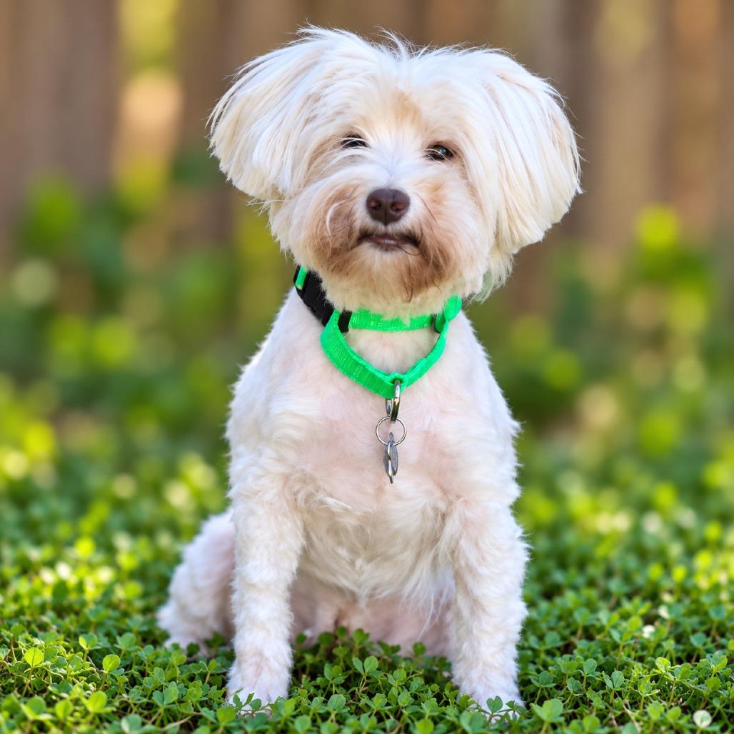 Enlarge Gigi, a Adoptable mixed breed in Boerne, TX image 3/4