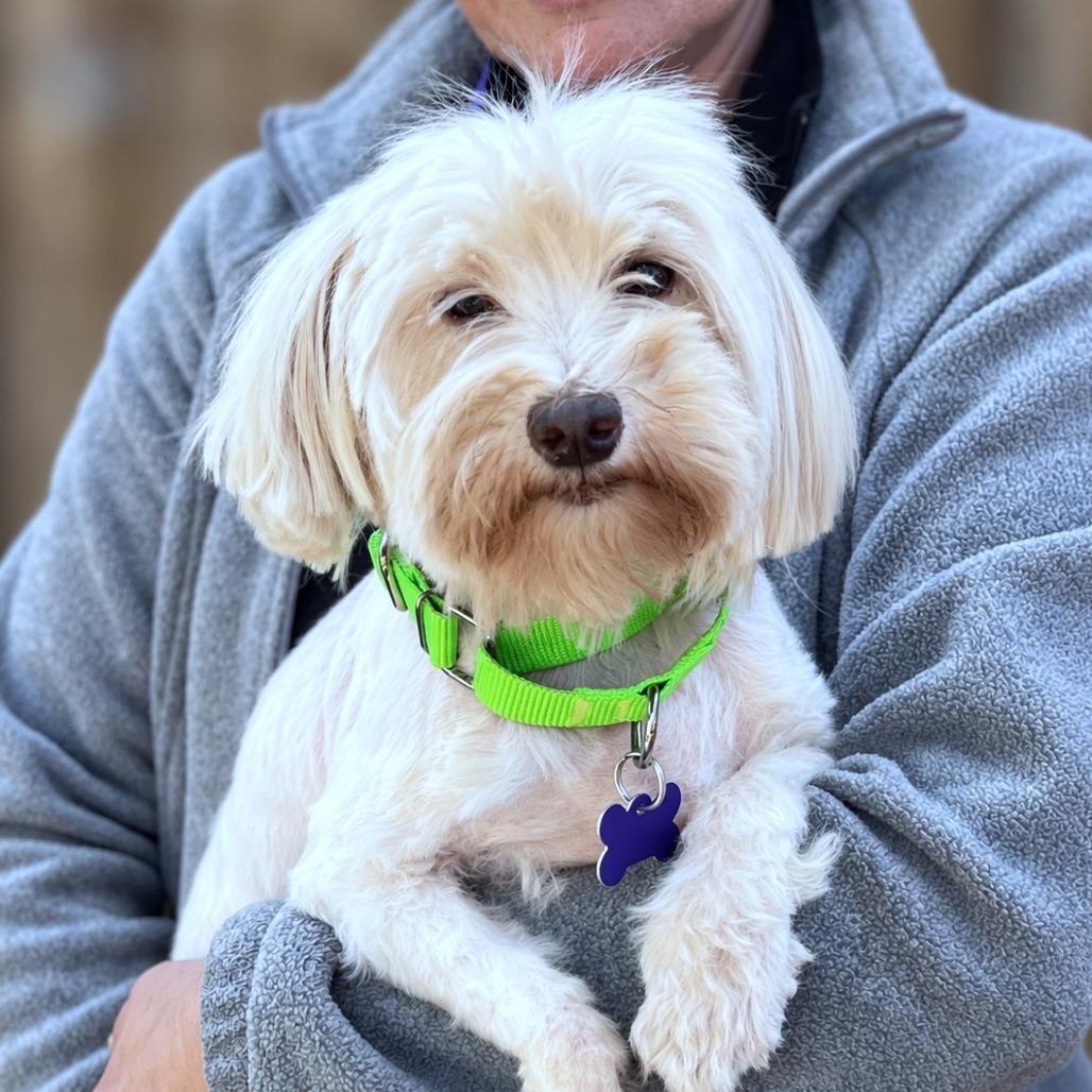 Enlarge Gigi, a Adoptable mixed breed in Boerne, TX image 4/4
