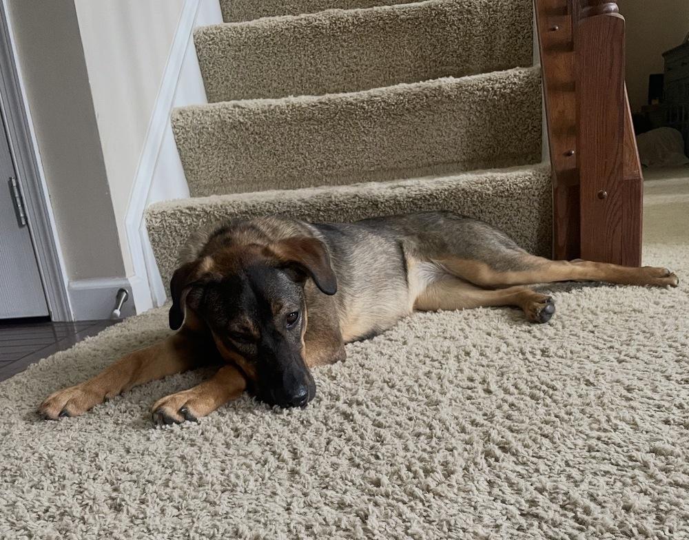 Enlarge Delta nka Emma, a Adopted mixed breed in Lancaster, PA image 1/6